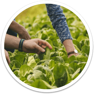 Contadini e Agronomi Findus