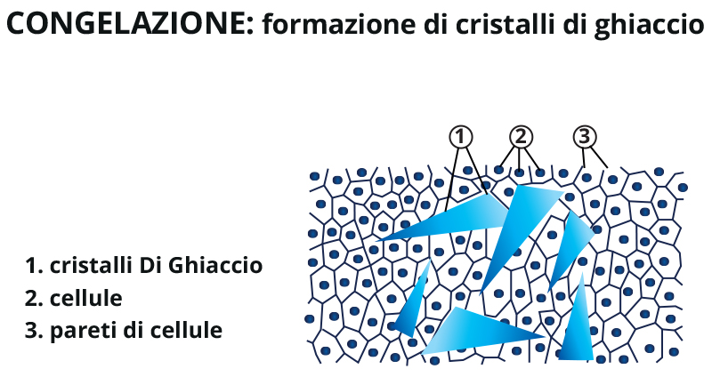 Catena del Freddo - Il percorso dei prodotti surgelati 