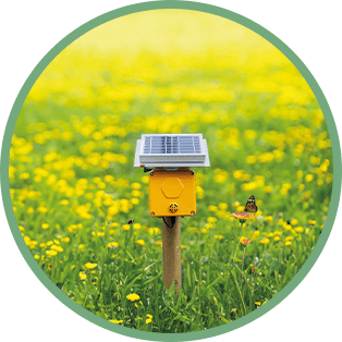 spectrum futuro fiorito findus