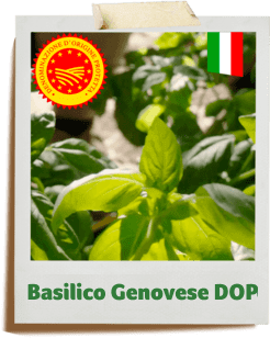 basilico