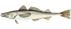  Provenienza Merluzzo del Pacifico - Findus 